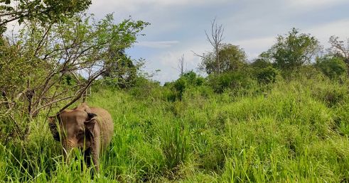 Olifant gespot in Yala NP